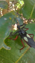 Calliclopius nigripes
