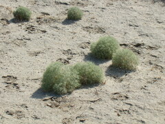 Ceratocarpus arenarius