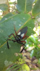 Calliclopius nigripes