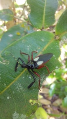 Calliclopius nigripes