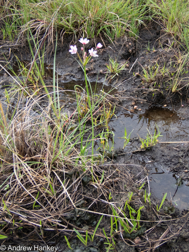 Nerine gracilis