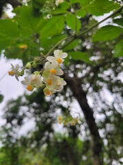 Cardiospermum grandiflorum