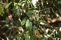 Prunus phaeosticta