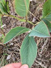 Argyrolobium robustum