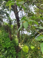 Cardiospermum grandiflorum