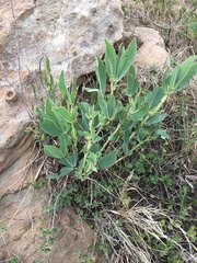 Argyrolobium robustum