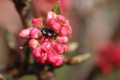 Tritomegas bicolor