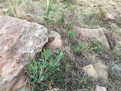 Argyrolobium robustum