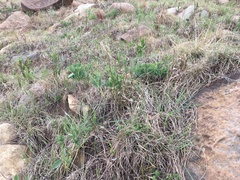 Argyrolobium robustum