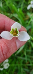 Galanthus nivalis