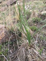 Hypoxis rigidula rigidula