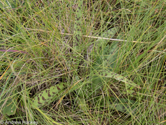 Ledebouria luteola