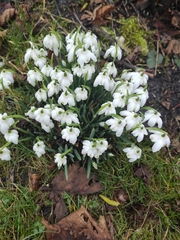 Galanthus nivalis