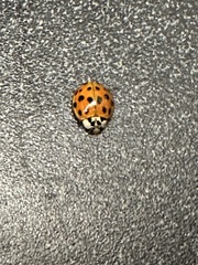 Harmonia axyridis