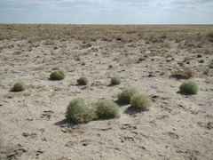 Ceratocarpus arenarius