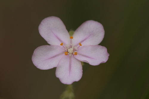 Drosera brevicornis