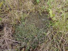 Euphorbia clavarioides
