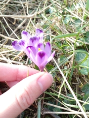Crocus heuffelianus