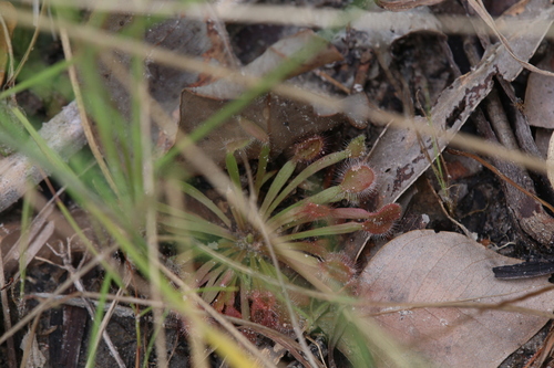 Drosera brevicornis