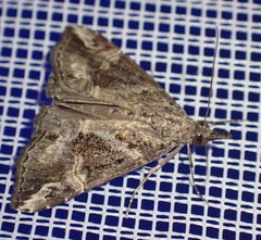 Hypena laceratalis