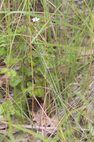 Drosera brevicornis