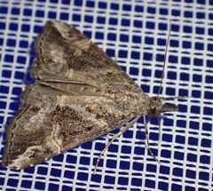 Hypena laceratalis