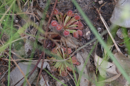 Drosera brevicornis