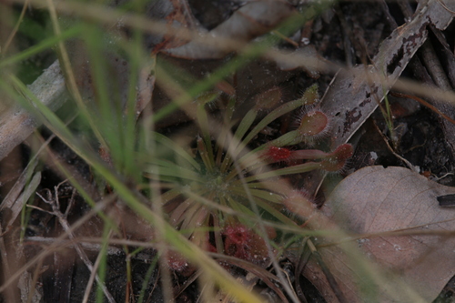 Drosera brevicornis