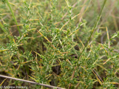 Fabaceae