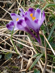 Crocus heuffelianus