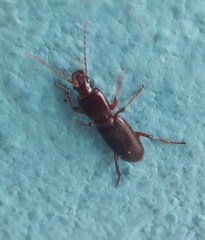 Stenomorphus