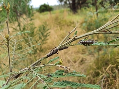 Jalmenus evagoras