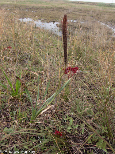 Kniphofia typhoides, photograph 2