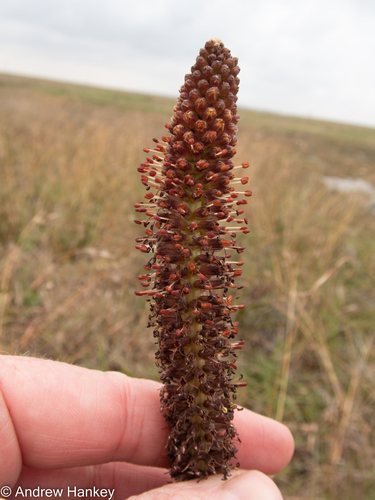 Kniphofia typhoides, photograph 3