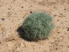 Ceratocarpus arenarius