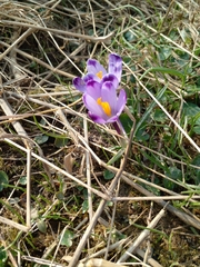 Crocus heuffelianus