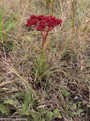 Crassula alba
