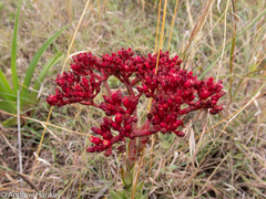Crassula alba