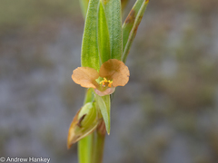 Commelina subulata