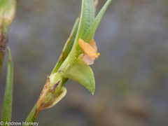 Commelina subulata