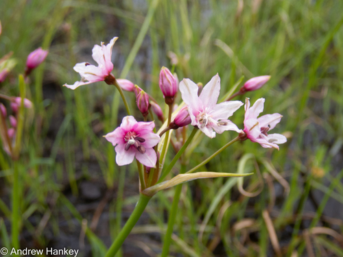 Fine Nerine (Nerine gracilis)