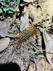 Thereuopoda clunifera