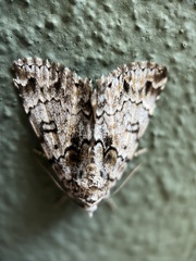 Allotria