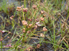 Nerine gracilis