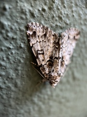 Allotria