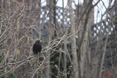 Turdus merula