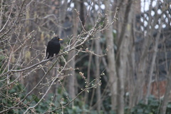 Turdus merula