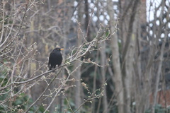 Turdus merula