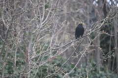 Turdus merula