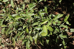 Ardisia cornudentata